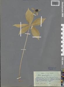 Paris quadrifolia L., Siberia, Baikal & Transbaikal region (S4) (Russia)