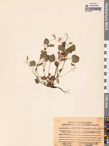 Viola sacchalinensis H.Boissieu, Siberia, Russian Far East (S6) (Russia)