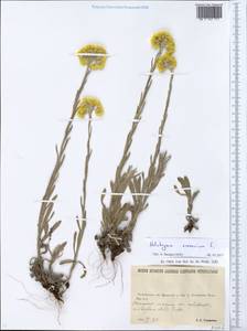 Helichrysum arenarium (L.) Moench, Eastern Europe, North Ukrainian region (E11) (Ukraine)