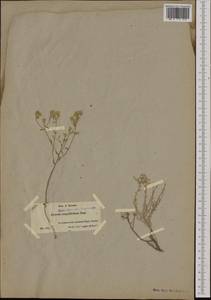Odontarrhena serpyllifolia (Desf.) Jord. & Fourr., Western Europe (EUR) (Spain)