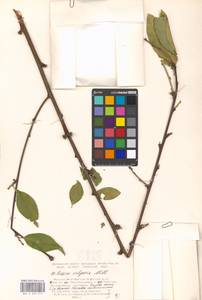 Prunus persica (L.) Stokes, Eastern Europe, Moscow region (E4a) (Russia)
