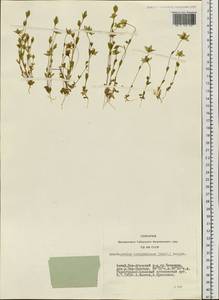 Lomatogonium carinthiacum (Wulfen) Reichenb., Siberia, Altai & Sayany Mountains (S2) (Russia)