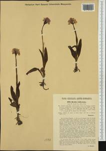 Neotinea tridentata (Scop.) R.M.Bateman, Pridgeon & M.W.Chase, Western Europe (EUR) (Austria)