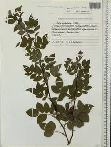 Rosa tomentosa Sm., Eastern Europe, Middle Volga region (E8) (Russia)