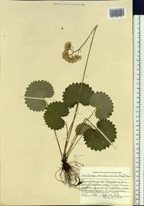 Micranthes manchuriensis (Engl.) Gornall & H. Ohba, Siberia, Russian Far East (S6) (Russia)