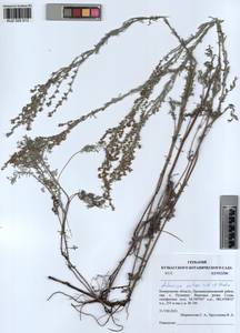 Artemisia nitrosa Weber ex Stechm., Siberia, Altai & Sayany Mountains (S2) (Russia)