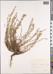 Artemisia caespitosa Ledeb., Siberia, Altai & Sayany Mountains (S2) (Russia)
