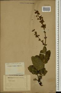 Salvia verbascifolia M.Bieb., Caucasus, Azerbaijan (K6) (Azerbaijan)