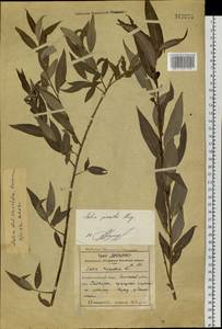 Salix pierotii Miq., Siberia, Russian Far East (S6) (Russia)