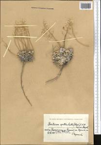Galitzkya spathulata (Stephan) V.V. Botschantz., Middle Asia, Caspian Ustyurt & Northern Aralia (M8) (Kazakhstan)