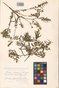 MHA 0 152 665, Nonea caspica (Willd.) G. Don, Middle Asia, Caspian Ustyurt & Northern Aralia (M8) (Kazakhstan)