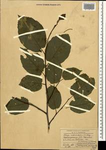 Alnus subcordata C.A.Mey., Caucasus, Azerbaijan (K6) (Azerbaijan)