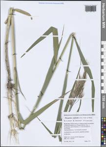 Phragmites australis (Cav.) Trin. ex Steud., Siberia, Baikal & Transbaikal region (S4) (Russia)