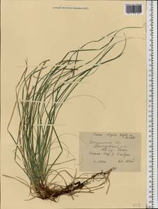 Carex rhizina Blytt ex Lindblom, Eastern Europe, Central forest region (E5) (Russia)
