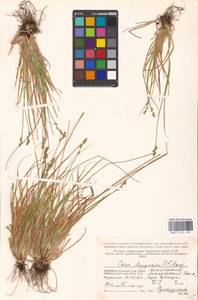 Carex lapponica O.Lang, Eastern Europe, Northern region (E1) (Russia)