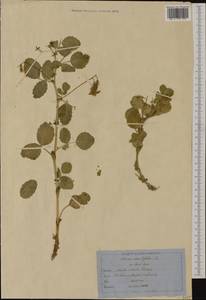 Ononis rotundifolia L., Western Europe (EUR) (Switzerland)