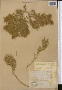 Halimocnemis mollissima Bunge, Middle Asia, Pamir & Pamiro-Alai (M2) (Uzbekistan)
