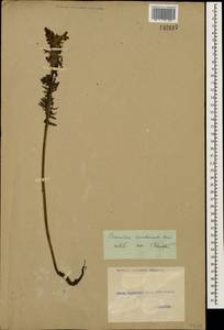 Pedicularis condensata M. Bieb., Caucasus, Georgia (K4) (Georgia)