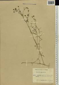 Cynanchica pyrenaica subsp. cynanchica (L.) P.Caputo & Del Guacchio, Eastern Europe, Eastern region (E10) (Russia)