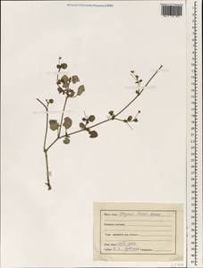 Boerhavia diffusa L., South Asia, South Asia (Asia outside ex-Soviet states and Mongolia) (ASIA) (India)