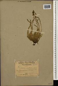 Bassia prostrata (L.) Beck, Caucasus, Armenia (K5) (Armenia)
