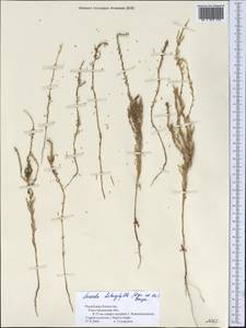 Suaeda heterophylla (Kar. & Kir.) Boiss., Middle Asia, Syr-Darian deserts & Kyzylkum (M7) (Kazakhstan)