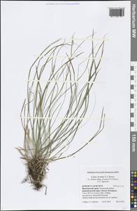 Carex rhizina subsp. reventa (V.I.Krecz.) T.V.Egorova, Siberia, Russian Far East (S6) (Russia)