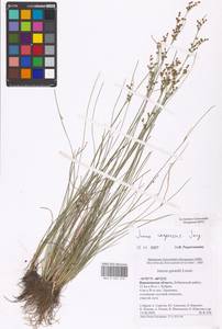 Juncus compressus Jacq., Eastern Europe, Central forest-and-steppe region (E6) (Russia)