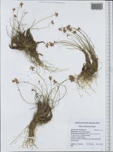 Allium kokanicum Regel, Middle Asia, Western Tian Shan & Karatau (M3) (Kyrgyzstan)