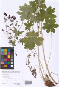 Geranium phaeum L., Eastern Europe, Western region (E3) (Russia)