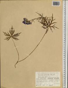 Aconitum delphinifolium subsp. kuzenevae (Vorosch.) Vorosch., Siberia, Russian Far East (S6) (Russia)