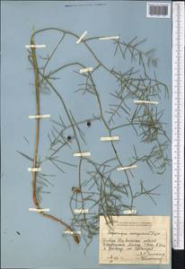 Asparagus angulofractus Iljin, Middle Asia, Dzungarian Alatau & Tarbagatai (M5) (Kazakhstan)