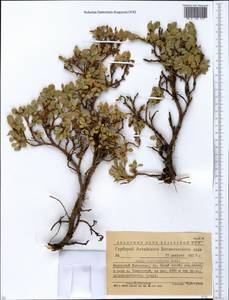 Salix berberifolia Pall., Siberia, Western (Kazakhstan) Altai Mountains (S2a) (Kazakhstan)