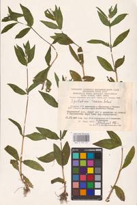 Epilobium roseum (Schreb.) Schreb., Eastern Europe, Lithuania (E2a) (Lithuania)