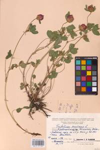 Trifolium pratense L., Eastern Europe, Middle Volga region (E8) (Russia)