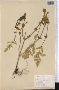 Iresine diffusa Humb. & Bonpl. ex Willd., America (AMER) (Cuba)