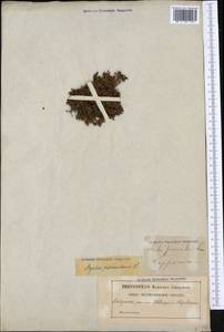Kalmia procumbens (L.) Gift, Kron & P. F. Stevens, Western Europe (EUR) (Sweden)
