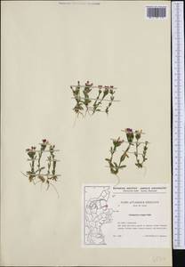 Centaurium littorale (Turner) Gilmour, Western Europe (EUR) (Denmark)