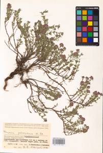 MHA 0 157 276, Thymus pallasianus Heinr.Braun, Eastern Europe, Lower Volga region (E9) (Russia)