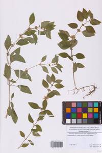 Mentha arvensis L., Eastern Europe, Moscow region (E4a) (Russia)