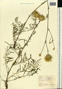 Centaurea orientalis L., Eastern Europe, North Ukrainian region (E11) (Ukraine)