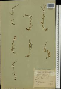 Epilobium anagallidifolium Lam., Eastern Europe, Northern region (E1) (Russia)