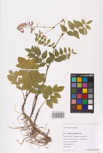 Galega orientalis Lam., Eastern Europe, North-Western region (E2) (Russia)