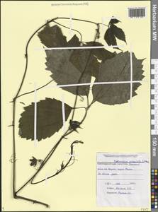 Parthenocissus quinquefolia (L.) Planch., Caucasus, Black Sea Shore (from Novorossiysk to Adler) (K3) (Russia)