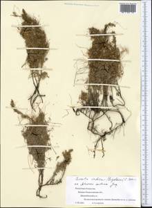 Cuscuta pellucida Butkov, Middle Asia, Caspian Ustyurt & Northern Aralia (M8) (Kazakhstan)