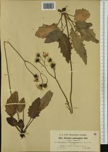 Hieracium bifidum subsp. psammogenes (Zahn) Zahn, Western Europe (EUR) (Switzerland)