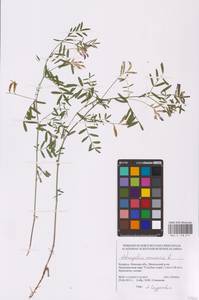 Astragalus arenarius L., Eastern Europe, Belarus (E3a) (Belarus)