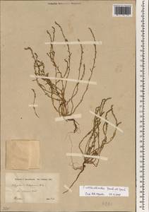 Polygonum rottboellioides Jaub. & Spach, South Asia, South Asia (Asia outside ex-Soviet states and Mongolia) (ASIA) (Iran)