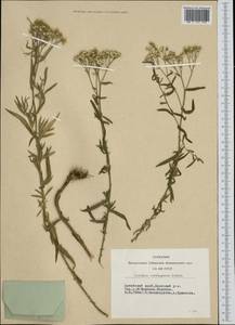 Achillea salicifolia subsp. salicifolia, Siberia, Altai & Sayany Mountains (S2) (Russia)