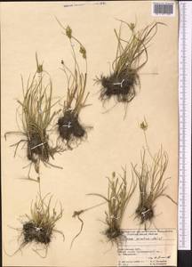 Carex oederi var. oederi, Middle Asia, Northern & Central Tian Shan (M4) (Kyrgyzstan)